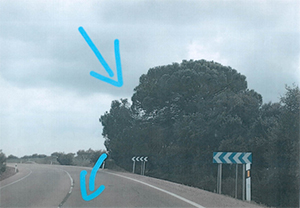 Árboles en Carretera A-481