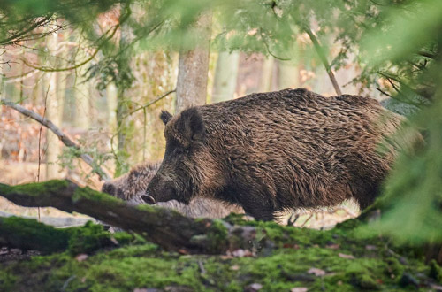 Animales en la carretera: qu hacer si se nos cruza uno?